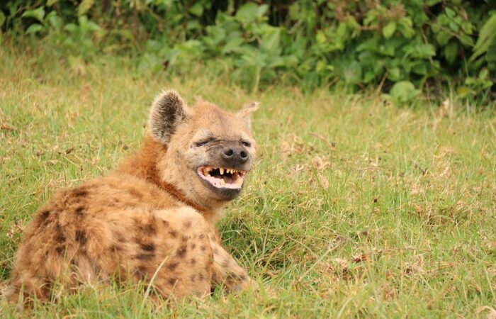 visit aberdare national park hyena