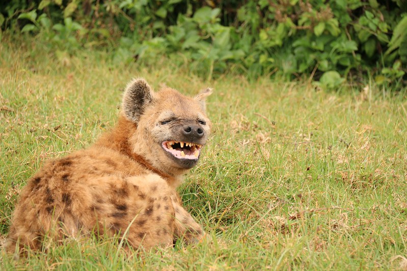visit aberdare national park hyena