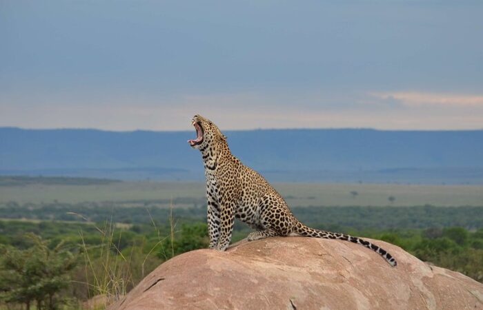 masai mara safaris